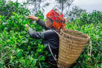 Tea Harvest, Suoi Giang